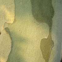 Valorema prop?e uma solu&ccedil;&atilde;o completa para reciclar e valorizar os seus REEE (descartes eletr?nicos), para a recupera&ccedil;&atilde;o e a valoriza&ccedil;&atilde;o dos metais preciosos, para o tratamento dos descartes eletr?nicos: recolher, transportar, descartar, fazer a amostra, reciclar a suas placas eletr?nicas e componentes, recuperar e valorizar os metais preciosos (Ouro, prata, Pal&aacute;dio, Platina, R&oacute;dio)