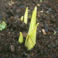 Valorema propone una soluci&oacute;n completa para reciclar y valorizar su RAEE (residuos electr&oacute;nicos): recoger, transportar, desmantelar, seleccionar, reciclar sus tarjetas, valorizar los metales preciosos (Oro, Plata, Paladio, Platino, Rodio) y el Silicio