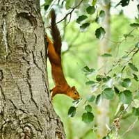 Valorema &egrave; il specialista del riciclo delle schede elettroniche e del riciclaggio dei componenti, per il recupero e la valorizzazione dei metalli preziosi (oro, argento, palladio...), per il trattamento dei rifiuti elettronici: schede informatiche, PCB, schede madri, schede WiFi, schede di rete, Smart Card, schede telefoni cellulari, schede telecomunicazioni, schede militari, radiografie analogiche, catalizzatori automobili, circuiti integrati, circuiti stampati, CI, componenti elettronici, micro processori, microprocessori, semiconduttori, BGA, chipset, chip, memorie, SD RAM, schede 3G, dongles, dischi rigidi, schede computer fissi e portatili, schede telefonini mobili, oro, argento, palladio, platino, rodio, tantalio, silicio, metalli preziosi, Valorema